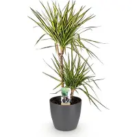 Oasis of Life Dracaena Sunray Pflanze Mit Grauem Topf Ø21cm Höhe ca.90-100cm Drachenbaum Grün