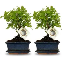 Oasis of Life Bonsai Baum Set - 2 Pflanzen - Höhe 25-30cm - Kugelförmige Krone - Im