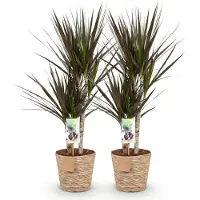Oasis of Life Dracaena Magenta Rot 17cm 70-80cm pflegeleicht Zimmerpflanze Grünpflanze Deko