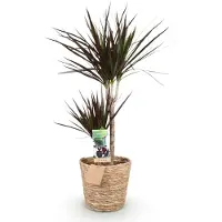 Oasis of Life Dracaena Magenta 90-100cm 21cm mit Korb und grün-magenta Deko dekorativ Indoor
