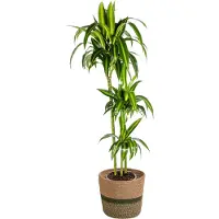 Oasis of Life Dracaena Deremensis Hawaiian Sunshine inkl. Naturkorb - Höhe 130-150cm - Ø24cm