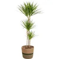 Oasis of Life Dracaena Marginata Green inkl. Naturkorb - Höhe 130-150cm - Ø24cm - Elegante