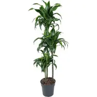 Pflanzen für Dich Drachenbaum 130 cm Höhe, im Topf - Dracaena Dorado 90-60-30, immergrün