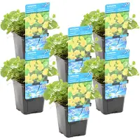 Herbie 6er-Set Lysimachia Nummularia, Pfennigkraut, 10-20 cm, Topf 9 cm