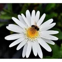 GRDplanten 6 x Leucanthemum (s) 'Christ. Hagemann' - Margerite - Topf 9 x 9 cm