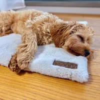DOTTY Fellmatte für Hunde, waschbar & rutschfest – Hundematte für Auto, Hundebox, Sofa – Reisebett für kleine & große Hunde - Creme ecru weiches Fell