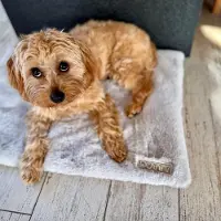 DOTTY Fellmatte für Hunde, waschbar & rutschfest – Hundematte für Auto, Hundebox, Sofa – Reisebett für kleine & große Hunde - Graues weiches Fell, Hasenfell