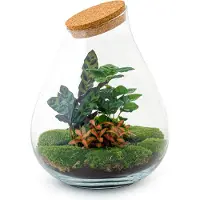 Urbanjngl Diy Terrarium - Tropfen Xl Rood - ↕ 37 Cm
