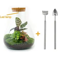 Urbanjngl Diy Terrarium - Sam Calathea mit Licht - ↕ 30 Cm