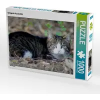 CALVENDO Getigerte Hauskatze 1000 Teile Puzzle quer 640x480mm, ; 7312255
