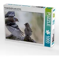 CALVENDO Ein junger Buchfink wartet auf Futter 1000 Teile Puzzle quer 640x480mm, Pötsch Rolf; 7303055