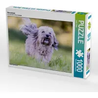 CALVENDO Havaneser 1000 Teile Puzzle quer 640x480mm, Teßen Sonja; 7455161