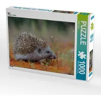 CALVENDO Igel 1000 Teile Puzzle quer 640x480mm, Trunk Alfred; 7416489