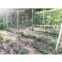 Cardinale Kletterpflanzennetz, kardinalrot, 2 x 50 Meter - Farbe: Weiß