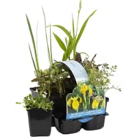 Herbie 6er-Mix Heimische Teichpflanzen für Miniteich, 15-25 cm, Topf 9 cm