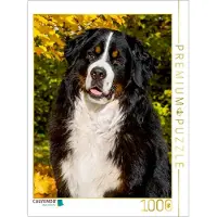CALVENDO Puzzle, Berner Sennenhund – Herbststimmung | 1000 Teile, fertige Größe 64 x 48 cm | Fotopuzzle für entspannte Stunden