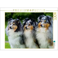 CALVENDO 4059478920408 Sheltie-Trio 1000 Teile Lege-Größe 64 x 48 cm Foto-Puzzle Bild von Starick Sigrid, Weiß, 1000 Stück(e), andere, 14 Jahr(e)