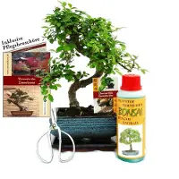 Exotenherz Geschenkset Bonsai "Ulmus" - Chinesische Ulme - ca. 6 Jahre alt - Anfänger-Set