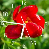 Wallario Design Wanduhr Wilde rote Pfingstrose in Nahaufnahme aus Echtglas, Größe 20 x 20 cm