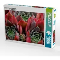 CALVENDO Sempervivum Feldmeier 1000 Teile Puzzle quer 640x480mm, Cross Martina; 7310594