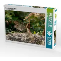 CALVENDO Ährenrettung einer Libelle 1000 Teile Puzzle quer 640x480mm, Seidel Thilo; 7377290