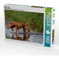 CALVENDO Ein Motiv aus dem Kalender Magyar Vizsla 1000 Teile Puzzle quer 640x480mm, Mielewczyk Barbara; 7322041