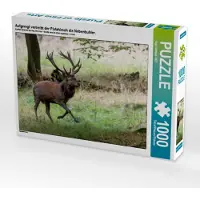 CALVENDO Aufgeregt vertreibt der Platzhirsch die Nebenbuhler. 1000 Teile Puzzle quer 640x480mm, Gerlach GDT Ingo; 7317892