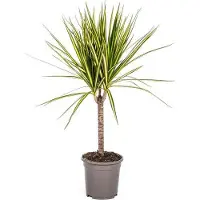 Oasis of Life Dracaena Marginata Sunray - Drachenbaum - Zimmerpflanze - Ø17cm - Ø60-80cm
