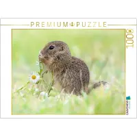 CALVENDO Puzzle: Das Murmeltier schnuppert an der Blume | 1000 Teile, fertige Größe: 64 x 48 cm | Fotopuzzle für entspannte Stunden