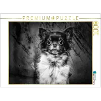CALVENDO Puzzle, Chihuahua | 1000 Teile, fertige Größe: 64 x 48 cm | Fotopuzzle für entspannte Stunden