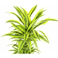 Oasis of Life Drachenbaum Dracaena Deremensis Lemon Lime - Ø24cm - Ø130-150cm - Exotische