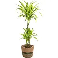 Oasis of Life Dracaena Deremensis Lemon Lime inkl. Naturkorb - Höhe 90-110cm Ø21cm