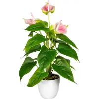 Otto Home Kunstpflanze "Haune", rosa, B:16cm H:40cm, Kunststoff, Kunstpflanzen, Kunstpflanze, im Topf