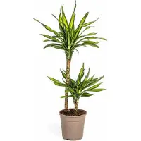 Oasis of Life Dracaena deremensis Rikki Drachenbaum 70-90cm 19cm Zimmerpflanze pflegeleicht