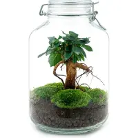 Oasis of Life Flaschengarten DIY Bausatz Ficus Ginseng Bonsai - Terrarium Ø18cm H28cm