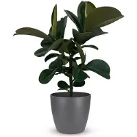 Oasis of Life Ficus Elastica Cloe Gummibaum 65cm - Zimmerpflanze im Topf Grau Ø19cm - große