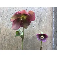 Brandless 6 x Helleborus orientalis 'Red Hybrids' - Nieswurz - topf 9 x 9 cm