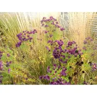 Brandless 6 x Aster novae-angliae 'Purple Dome' - Herbst-Aster im 9x9 cm Topf