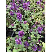 Brandless 6 xAgastache 'Blue Boa' - SŸ§holzpflanze im 9x9 cm Topf