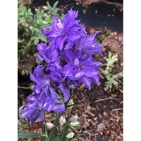 Brandless 6 xDelphinium hybr. 'Delgenius Breezin' Ð Rittersporn im 9x9 cm Topf