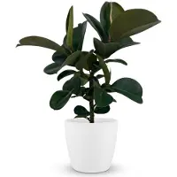 Oasis of Life Ficus Elastica Cloe Gummibaum 65cm - Zimmerpflanze im weißen Übertopf Ø19cm