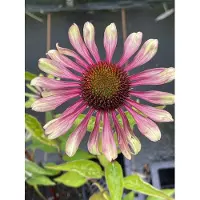 GRDplanten 6 x Echinacea purp. 'Green Twister' - Sonnenhut - Topf 9 x 9 cm