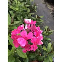 GRDplanten 6 x Phlox (p) 'Tenor' - Flammenblume - Topf 9 x 9 cm