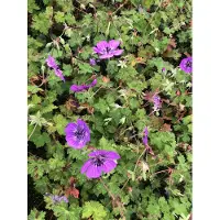 GRDplanten 6 x Geranium hybr. 'Pink Penny' – Storchenschnabel - Topf 9x9 cm