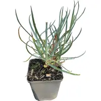 GRDplanten 6 x Dianthus delt. 'Leuchtfunk' - Nelke - Topf 9 x 9 cm