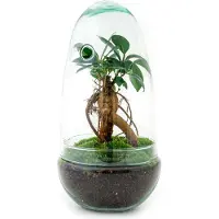 Oasis of Life Flaschengarten Egg Bonsai - DIY Terrarium mit Ficus Ginseng - Mini - Biotop