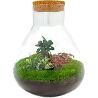 Oasis of Life Flaschengarten Terrarium Sam XL Bonsai - DIY Bausatz - 35cm Hoch - Ø30cm