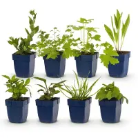 Green Boutiq - Stauden - Beetpaket - Bienen- und Schmetterlingsanziehend - Verschiedene - Arten und Farben - 6 Pflanzen - Topf 11cm - Höhe 15-25cm