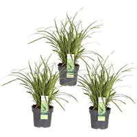 Hoogeveen Plants BV 3X - Carex Morrowii 'Ice Dance' - ↨30Cm - Ø14