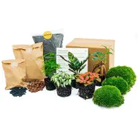 Urbanjngl Pflanzen Terrarium Kit - Lancifolia - Bonsai - Spargel - 5 Pflanzen - Navulling & Starter Kit- Diy
